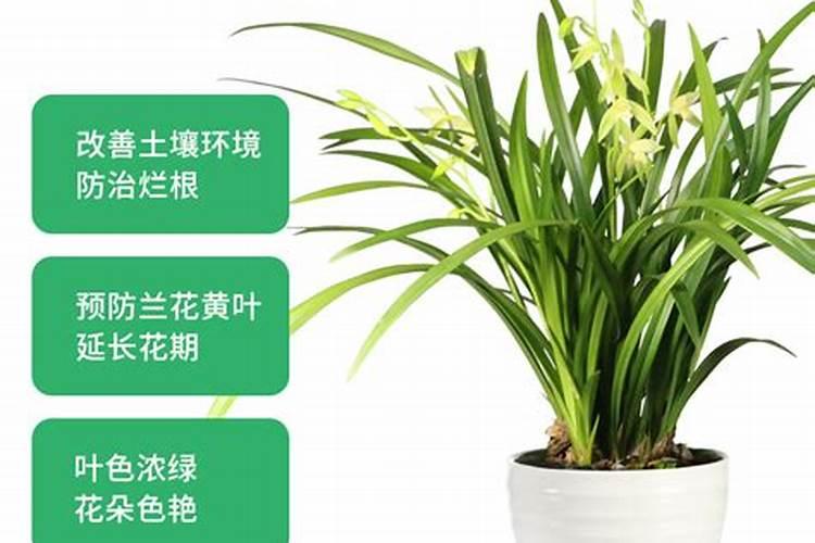 好康多缓释肥兰花怎么使用