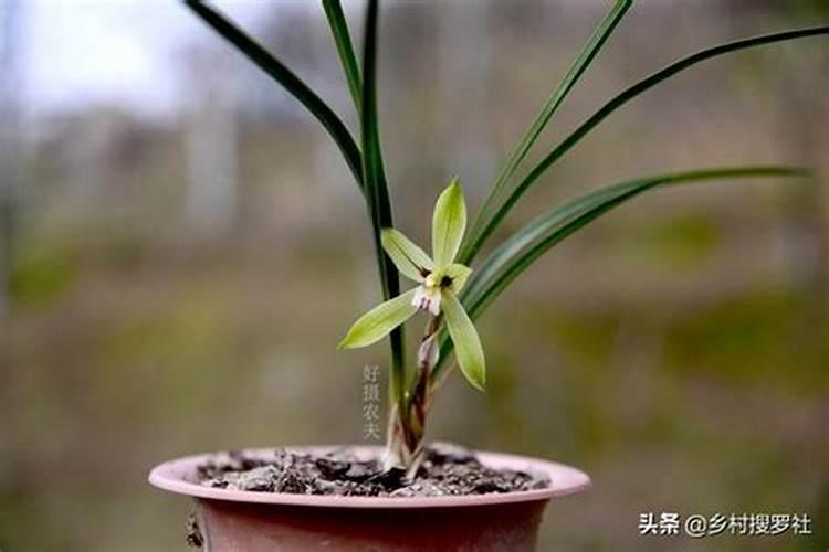 兰花专用肥料的施用