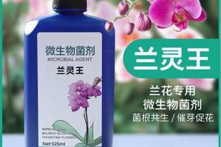兰花专用肥有哪些