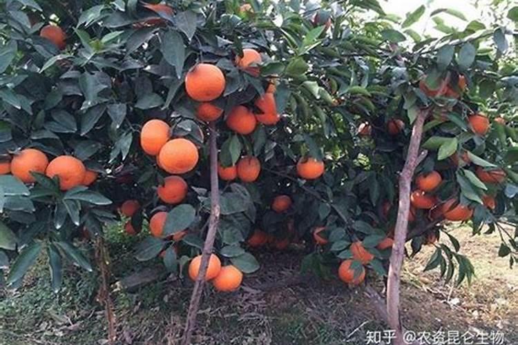 复合肥能做基肥吗