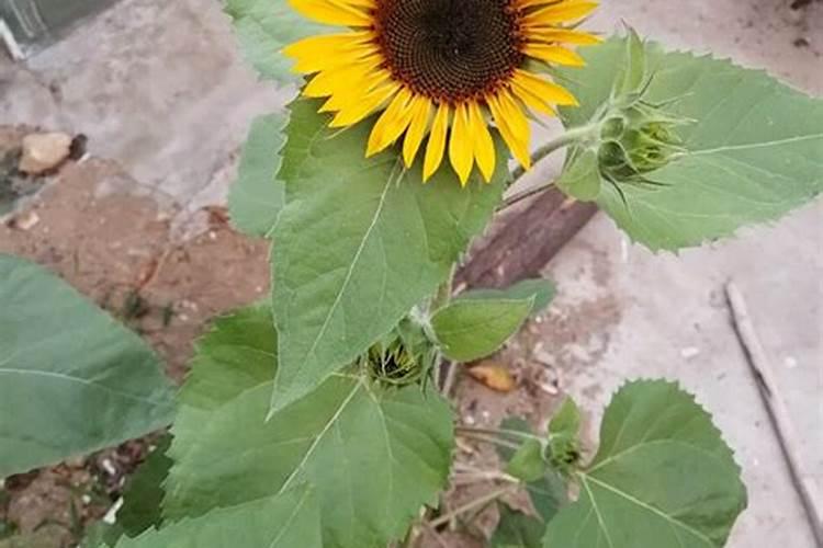向日葵花期用什么肥料