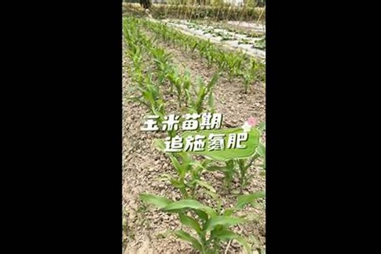 粘玉米出苗后什么时候施肥最好呢？