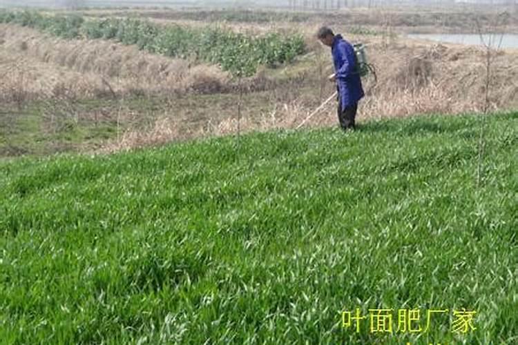 小麦冬季温度低生病可以打叶面肥吗？