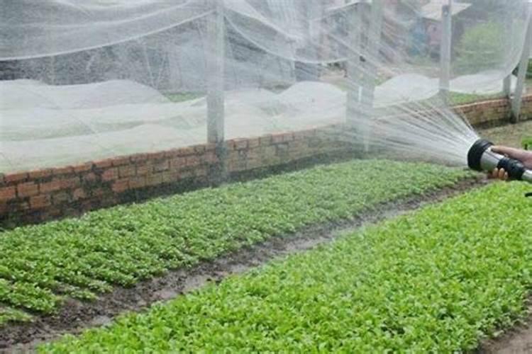 辣椒中期平衡肥灌根30斤水放多少斤合适？