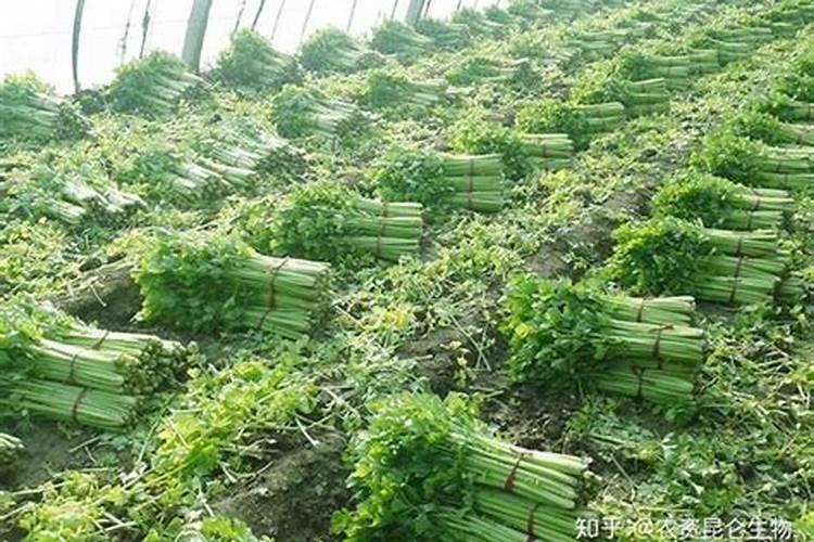大棚芹菜中后期用什么肥料