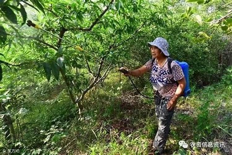 叶面喷施硼肥多少克一桶水