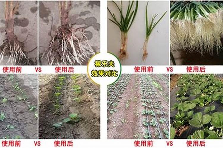 过磷酸钙在土里有效期