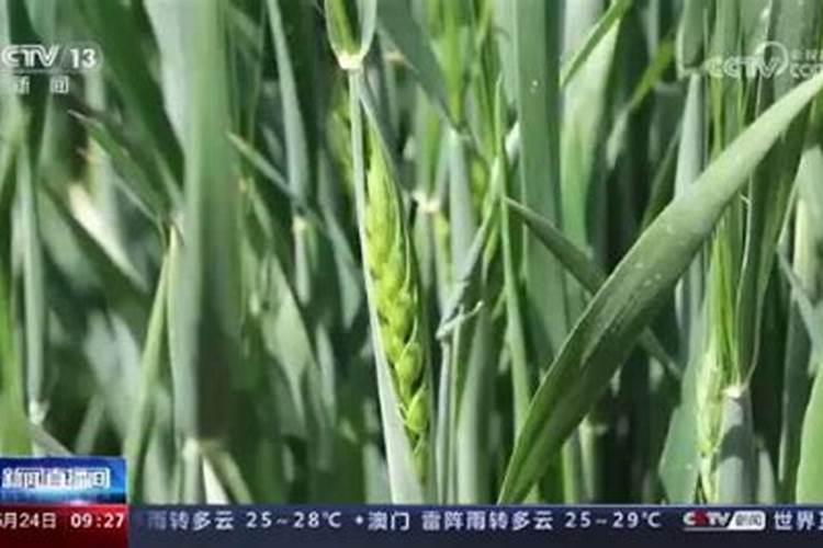 氮肥过多怎么补救？