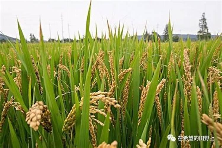 水稻适合用什么含量的复合肥