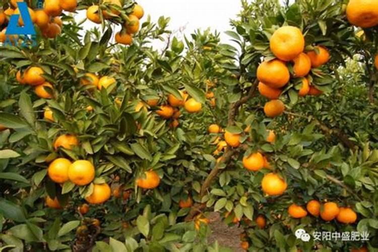 柑橘种植底肥怎么配置(柑橘基肥料什么时期施用最好)