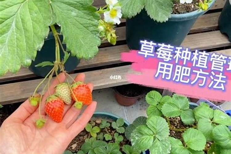 草莓结果几天充一次肥