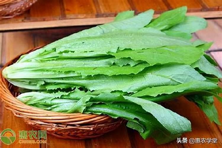 香瓜夏天怎么浇水 香瓜夏天如何浇水
