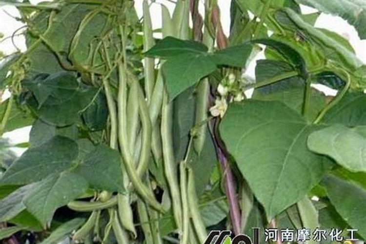 四季豆保花保果打什么药