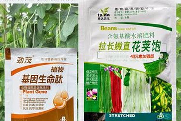 四季豆藤太纤细是什么原因