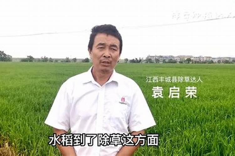 水稻直播,怎样施肥获高产？