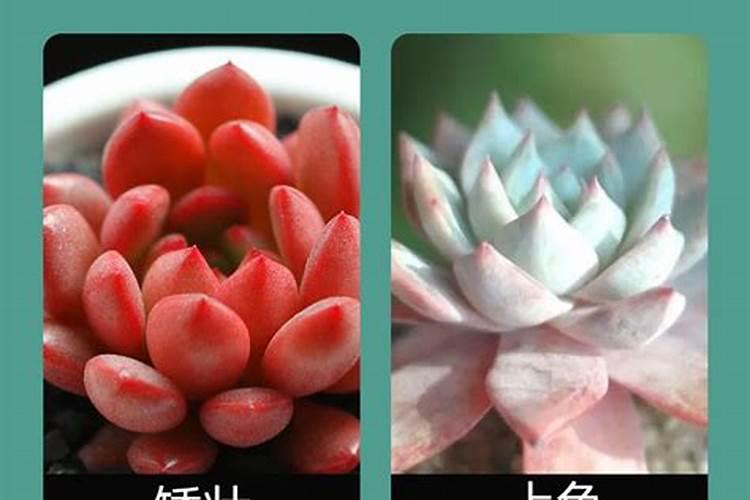 叶菜类蔬菜用什么肥料比较好