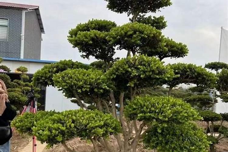 小叶黄杨可以叶面施肥吗