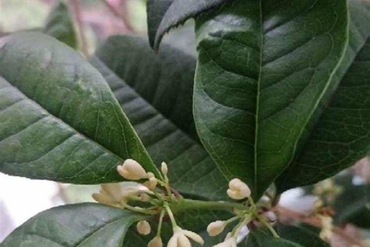 四季桂花用什么肥料最好  四季桂开花时能施肥吗