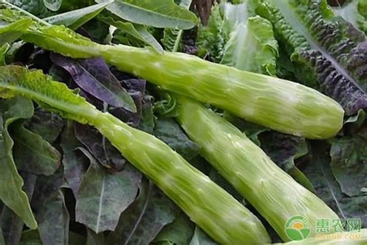 莴笋用什么肥料才能长得粗壮宽大