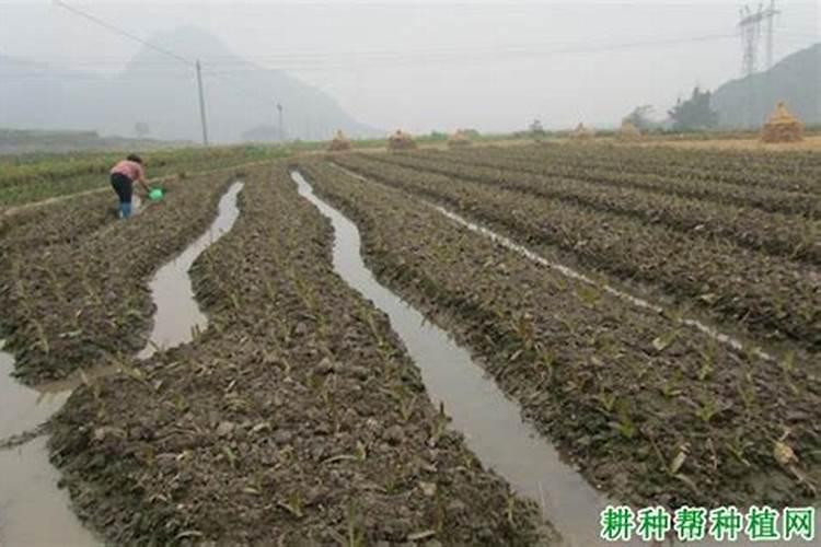 用高钾复合肥种莴笋要注意些什么