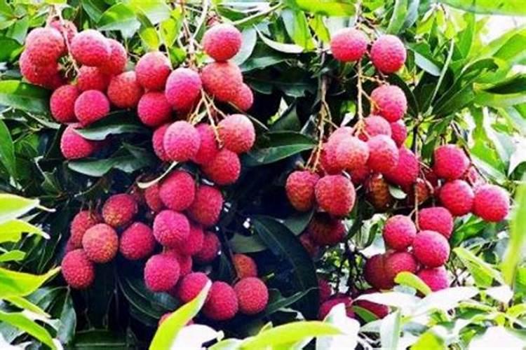 花期桃树打几遍硼砂