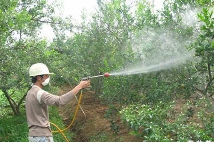什么时候给油茶施肥最好？