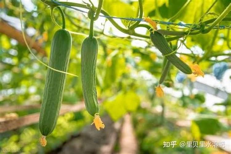 如何进行日光温室越冬茬黄瓜的肥水管理？