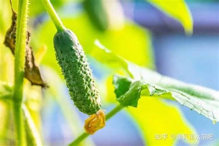 要想黄瓜口感好,冲什么样的肥料