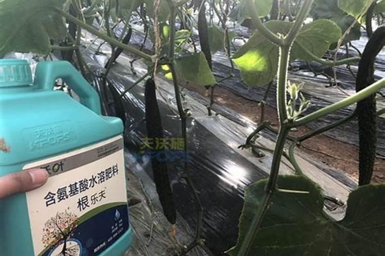 黄瓜浇什么肥料合适