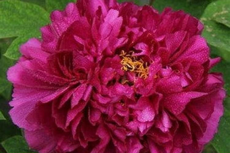 牡丹花夏季怎么施肥