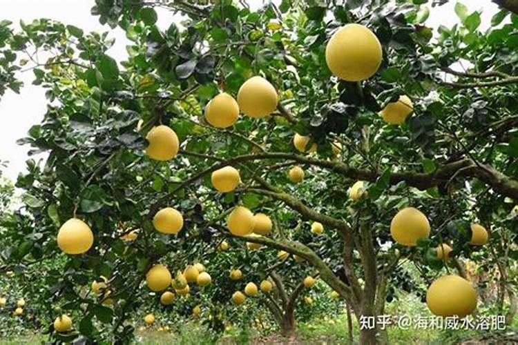 怎样防治桃树缺硼？