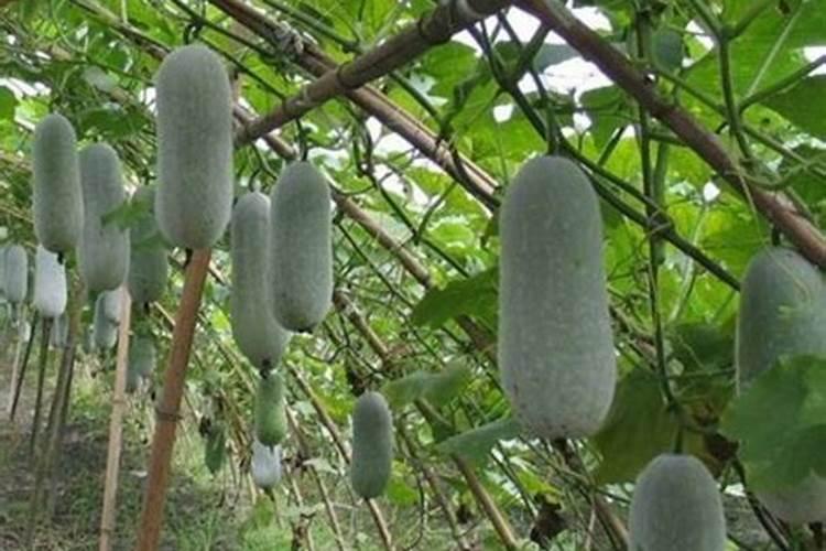 种冬瓜用什么肥料最好