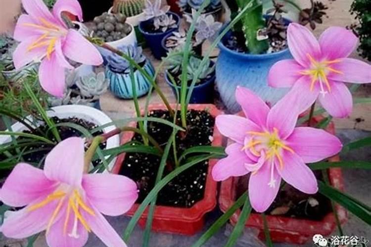 请教:为何开花的时候不能施肥？