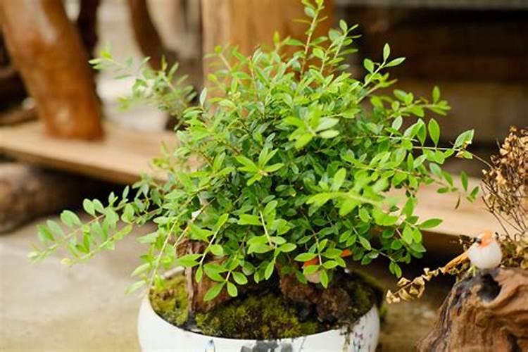 春季如何给多肉施肥植株长得旺