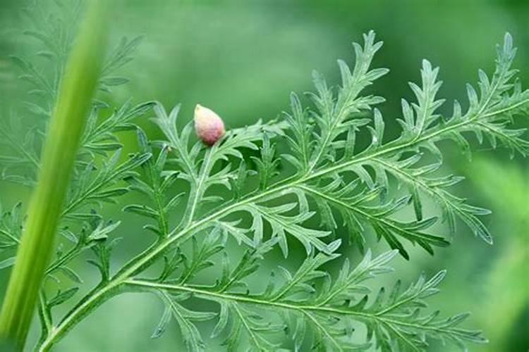 青蒿长在哪里？