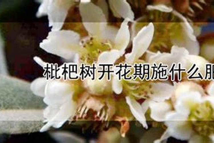 果树的叶面是怎样吸收养分的？