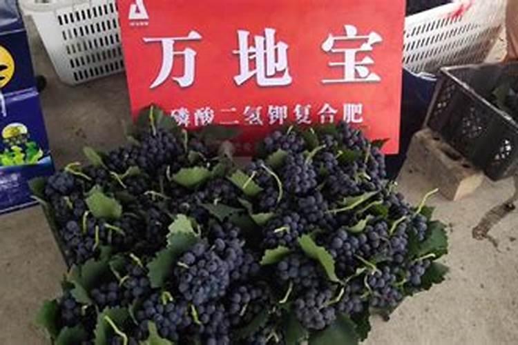 葡萄谢花后施什么肥好