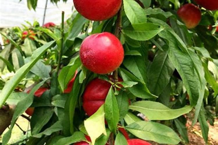 花生底肥用什么肥料好