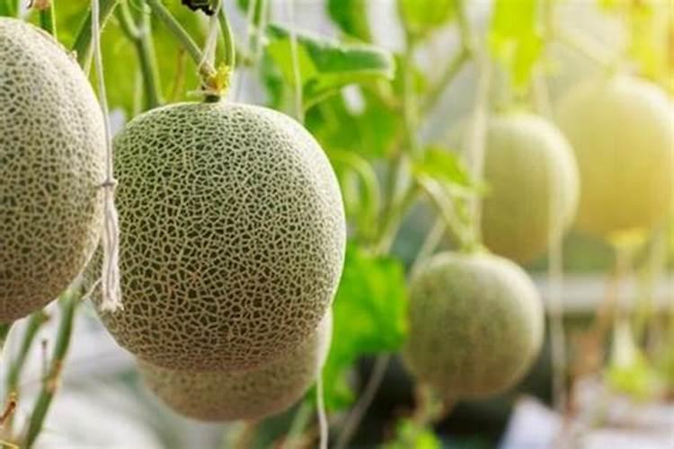车厘子种植时喷洒农药的程度如何