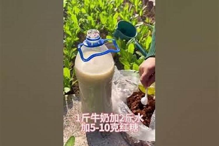 酸奶做肥料要沤多久