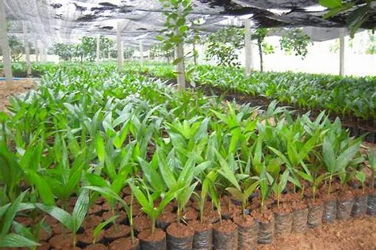 芸苔素浸泡水稻种子发黄会有影响吗？