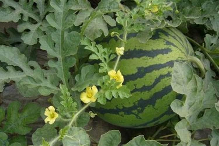 西瓜膨果期用什么肥料