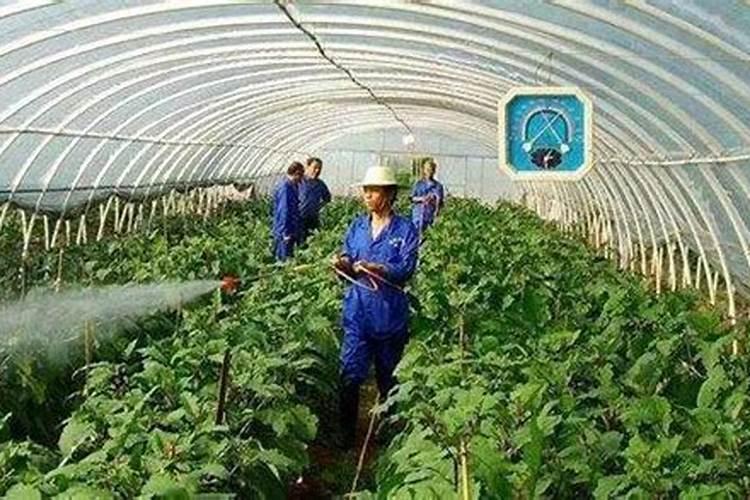 使用水溶肥的正确方法