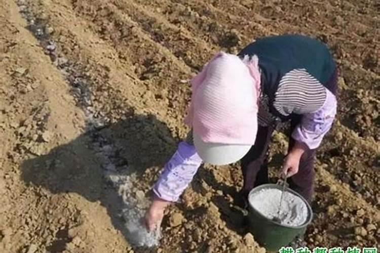 花椒青果期预防落果喷施什么农药？