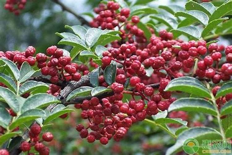 九叶青花椒栽后多久施肥的问题？