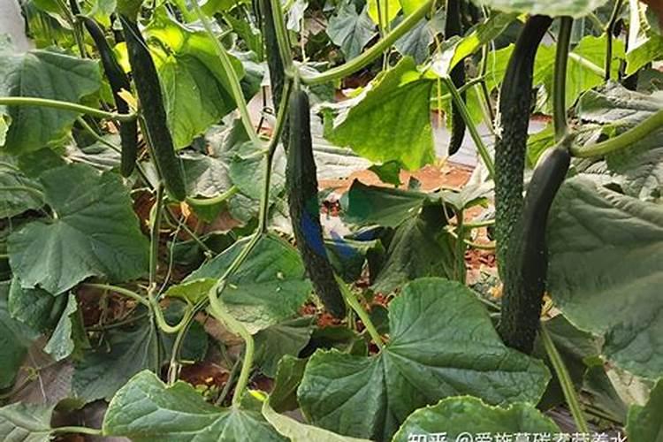 氮肥是什么肥料,哪些属氮肥