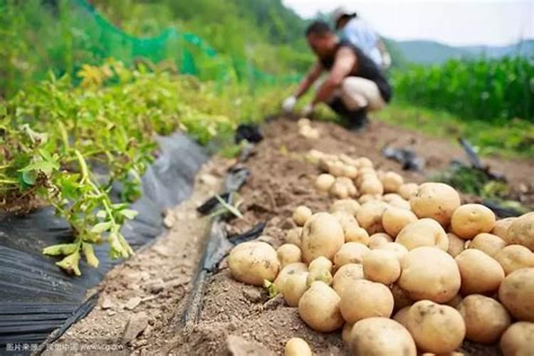 如何提高枣树坐果率 怎么施肥能高产