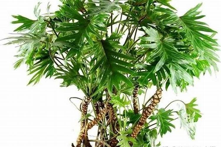 春羽 适合客厅养的水养植物