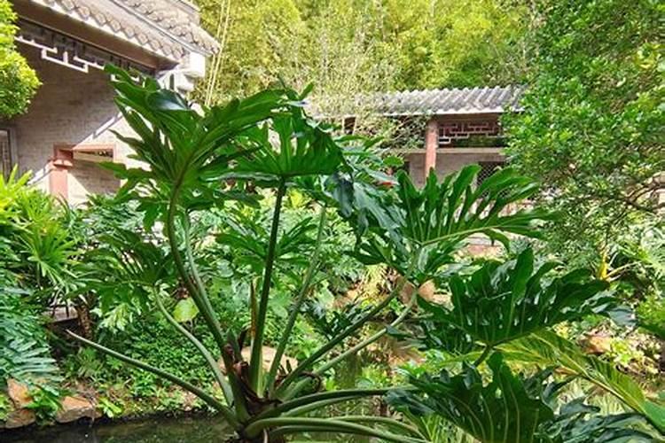 春羽适合客厅的水产植物