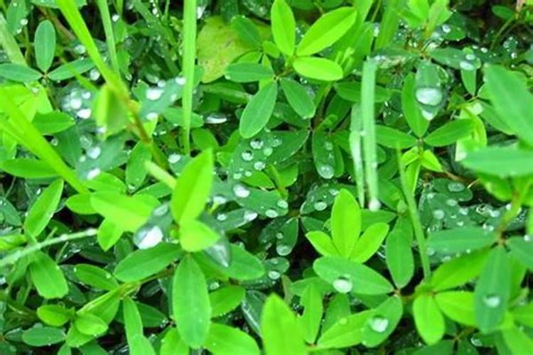 给花卉喷施叶面肥应该注意些什么